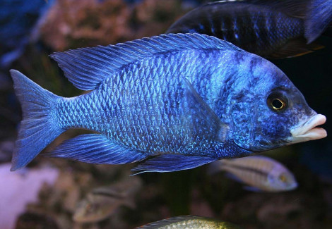 Haplochromis Phenochilus 4-5