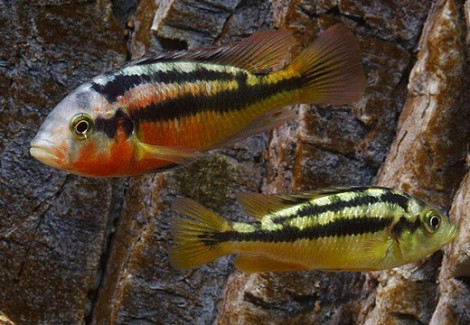 Haplochromis Rock Kribensis 4Cm