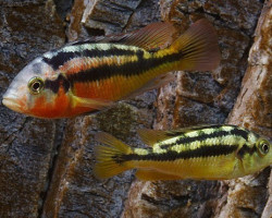 Haplochromis Rock Kribensis 5-6