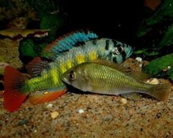 Haplochromis Sp. Ch44 3Cm