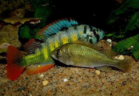 Haplochromis Sp. Ch44 3Cm