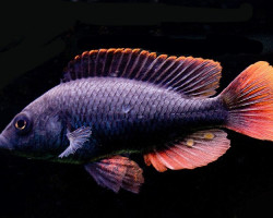 Haplochromis/Astatotilapia Nubilus 3-3,5