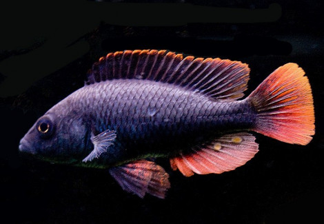 Haplochromis/Astatotilapia Nubilus 3-3,5