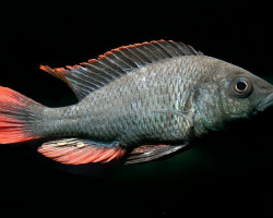 Haplochromis/Astatotilapia Nubilus 3-3,5Cm