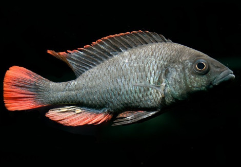 Haplochromis/Astatotilapia Nubilus 3-3,5Cm