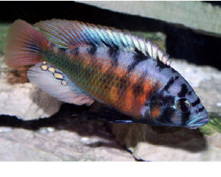 Haplochromis/Pundamilia Nyererei Red Flank 4