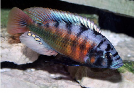 Haplochromis/Pundamilia Nyererei Red Flank 4