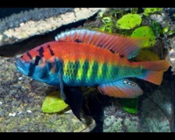 Haplochromis/Pundamilia Nyererei Ruti Isl. 3Cm