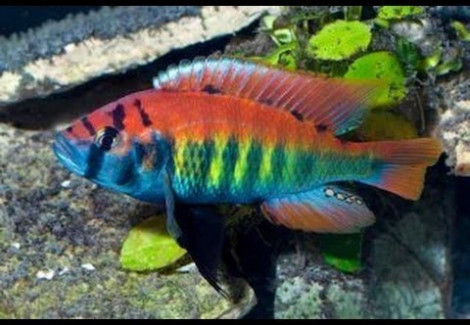 Haplochromis/Pundamilia Nyererei Ruti Isl. 3Cm