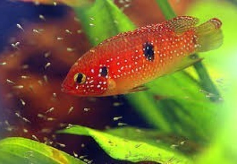 Hemichromis Guttatus 5-7Cm