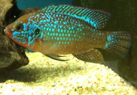 Hemichromis Lifalili Blue 5-6Cm