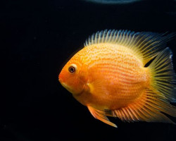 Heros Severum Red Spot 3-3,5Cm