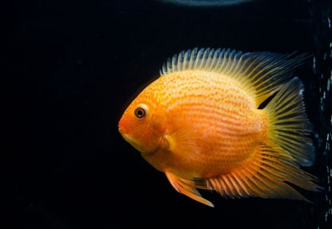 Heros Severum Red Spot 3-3,5Cm