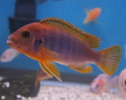 Iodotropheus Sprengerae 3,5-4,5Cm