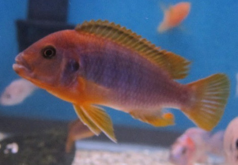 Iodotropheus Sprengerae 3Cm