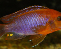 Iodotropheus Sprengerae 5-6