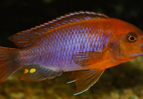 Iodotropheus Sprengerae 5-6