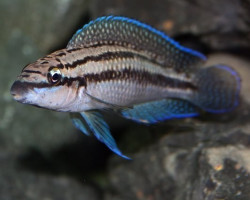 Julidochromis Dickfeldi 4-5Cm