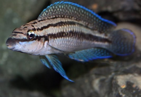 Julidochromis Dickfeldi 4-5Cm