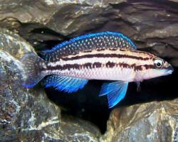 Julidochromis Dickfeldi Silver 3,5Cm