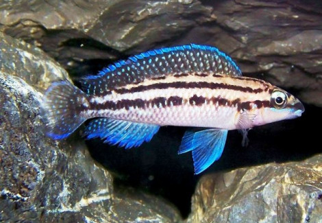 Julidochromis Dickfeldi Silver 3,5Cm