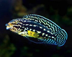 Julidochromis Marlieri 3-3,5Cm