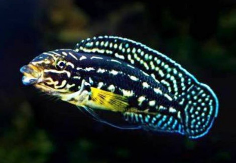 Julidochromis Marlieri 5,5-7