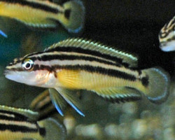 Julidochromis Ornatus 3-3,5Cm