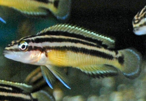 Julidochromis Ornatus 3-3,5Cm