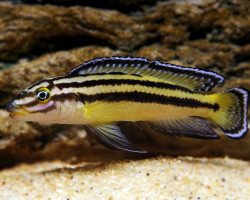 Julidochromis Regani Kachese Zambia 3,5-4Cm