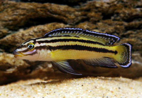 Julidochromis Regani Kachese Zambia 3,5-4Cm