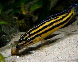 Julidochromis Regani Kipili 3,5-4Cm