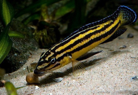 Julidochromis Regani Kipili 5-6Cm