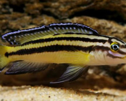 Julidochromis Regani Kipili 6-7