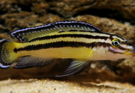 Julidochromis Regani Kipili 6-7