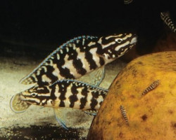 Julidochromis Transcriptus Gombi 3,5-4,5Cm