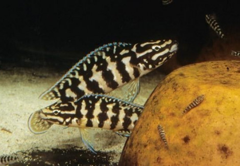 Julidochromis Transcriptus Gombi 3,5-4,5Cm