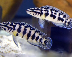 Julidochromis Transcriptus Kalemie Zambia 4