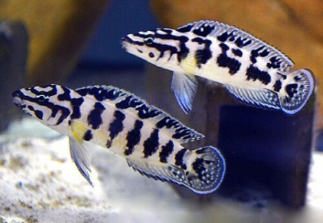 Julidochromis Transcriptus Kalemie Zambia 4