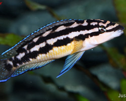 Julidochromis Transctripus Kissi 3,5-4,5