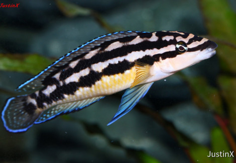 Julidochromis Transctripus Kissi 3,5-4,5