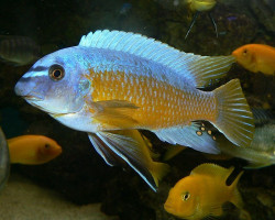 Labeotropheus Fuelleborni Marnel 4-5Cm