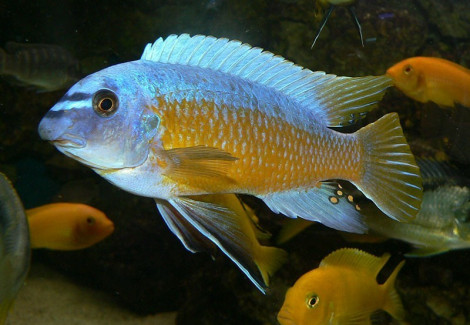 Labeotropheus Fuelleborni Marnel 4-5Cm