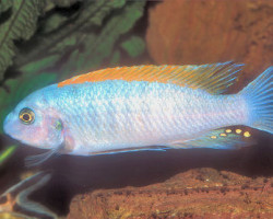 Labeotropheus Trewavasae 4-5