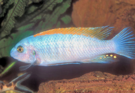 Labeotropheus Trewavasae 4-5