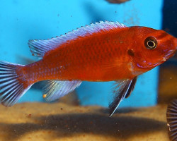 Labeotropheus Trewavasae Chilumba 4-5