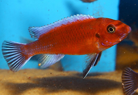 Labeotropheus Trewavasae Chilumba 4-5