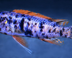 Labeotropheus Trewavasae Marmalade Cat 3,5Cm