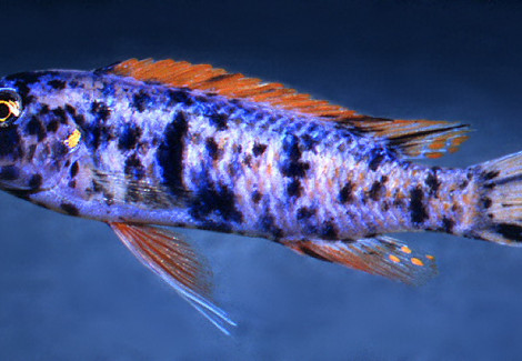 Labeotropheus Trewavasae Marmalade Cat 3,5Cm