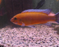 Labeotropheus Trewavasae Red 4 - 5